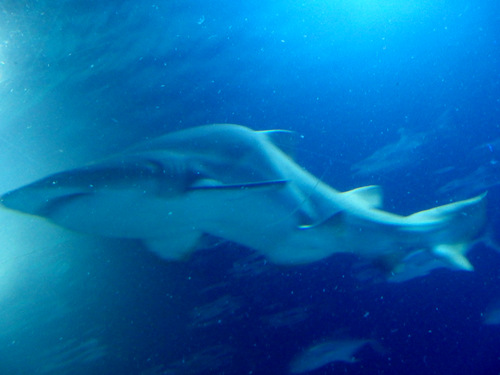 L'Oceanogràfic Center.